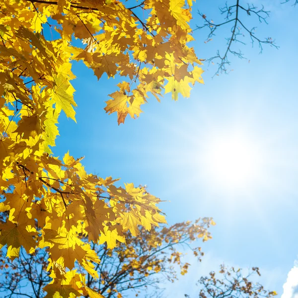 Herbst Hintergrund mit Ahornblättern — Stockfoto