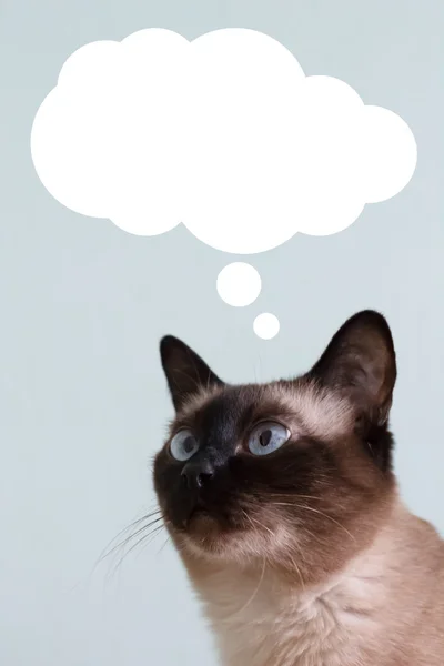 kedi boş bulut ek yük