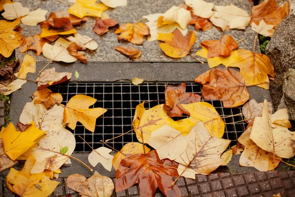 排水充满了秋天的树叶 图库图片