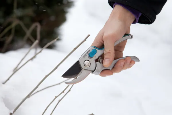 Pruning trees and shrubs — Stock Photo, Image