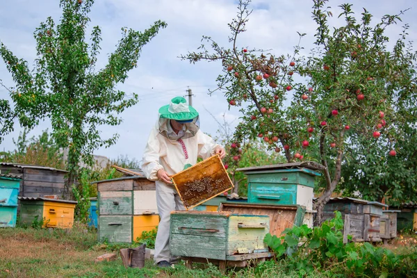 Collecting Honey Apiary Elderly Male Beekeeper Holds Frame Honeycombs Hive — Stock Photo, Image