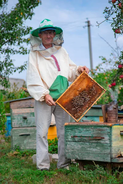 Collecting Honey Apiary Elderly Male Beekeeper Holds Frame Honeycombs Hive — Stock Photo, Image