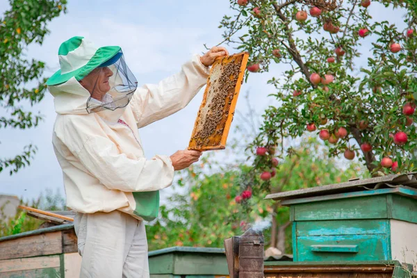 Collecting Honey Apiary Elderly Male Beekeeper Holds Frame Honeycombs Hive — Stock Photo, Image