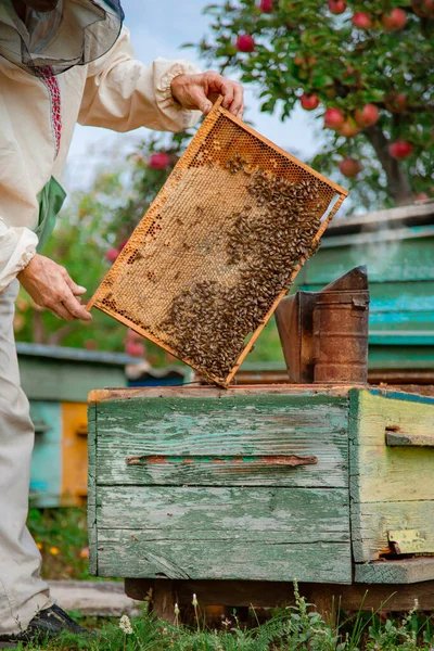 Collecting Honey Apiary Elderly Male Beekeeper Holds Frame Honeycombs Hive — Stock Photo, Image