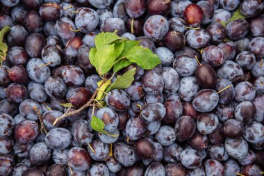 Plastik kutularda mavi erik hasadı. Seçmeli olarak erikli kutuya odaklan. Hasat, bahçıvanlık, meyve satışı konsepti. Gelişen organik meyve bahçesi.
