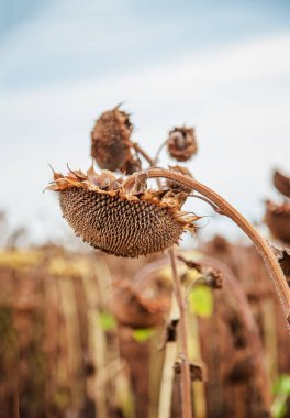 Ayçiçeği hasat mevsimi. Kuru olgun ayçiçeği. Kapatın ayrıntıları. Mavi parlak gökyüzü ve tarlanın yumuşak bulanık arkaplanı.