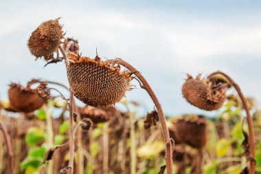 Ayçiçeği hasat mevsimi. Kuru olgun ayçiçeği. Kapatın ayrıntıları. Mavi parlak gökyüzü ve tarlanın yumuşak bulanık arkaplanı.