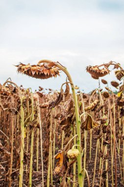 Ayçiçeği hasat mevsimi. Kuru olgun ayçiçeği. Kapatın ayrıntıları. Mavi parlak gökyüzü ve tarlanın yumuşak bulanık arkaplanı.
