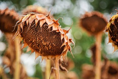 Ayçiçeği hasat mevsimi. Kuru olgun ayçiçeği. Kapatın ayrıntıları. Mavi parlak gökyüzü ve tarlanın yumuşak bulanık arkaplanı.