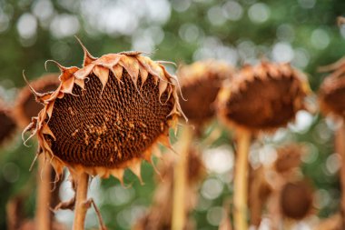 Ayçiçeği hasat mevsimi. Kuru olgun ayçiçeği. Kapatın ayrıntıları. Mavi parlak gökyüzü ve tarlanın yumuşak bulanık arkaplanı.