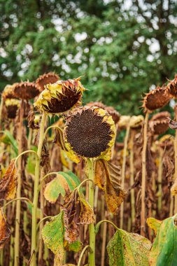 Ayçiçeği hasat mevsimi. Kuru olgun ayçiçeği. Kapatın ayrıntıları. Mavi parlak gökyüzü ve tarlanın yumuşak bulanık arkaplanı.