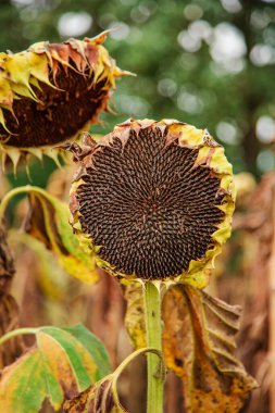 Ayçiçeği hasat mevsimi. Kuru olgun ayçiçeği. Kapatın ayrıntıları. Mavi parlak gökyüzü ve tarlanın yumuşak bulanık arkaplanı.