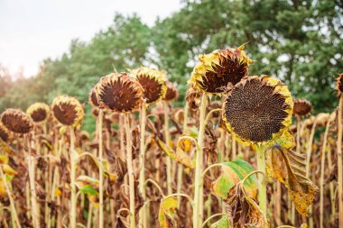 Ayçiçeği hasat mevsimi. Kuru olgun ayçiçeği. Kapatın ayrıntıları. Mavi parlak gökyüzü ve tarlanın yumuşak bulanık arkaplanı.