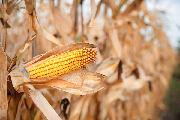 Growing corn on a farm. Close-up of dry yellow corn cobs ready to be harvested on a farm on a bright sunny day.