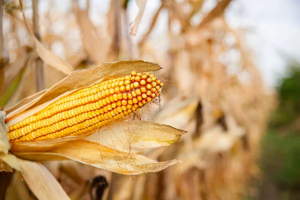 Growing corn on a farm. Close-up of dry yellow corn cobs ready to be harvested on a farm on a bright sunny day.