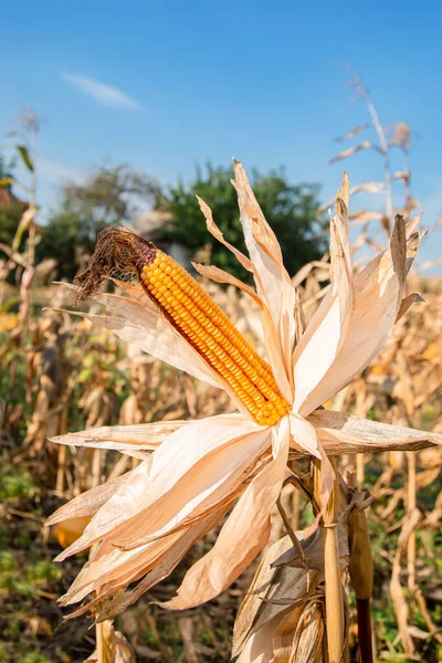 Growing corn on a farm. Close-up of dry yellow corn cobs ready to be harvested on a farm on a bright sunny day.