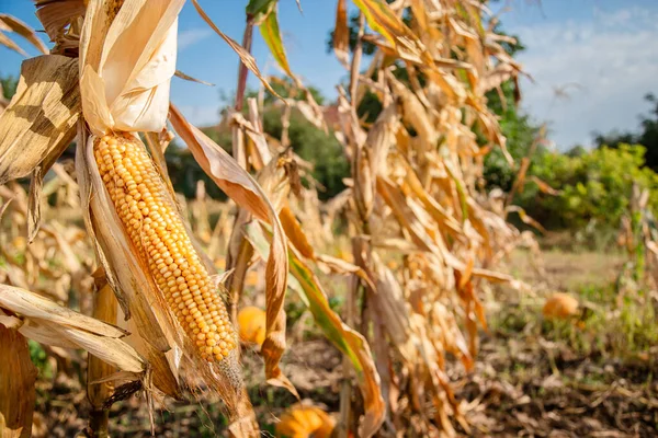 Growing corn on a farm. Close-up of dry yellow corn cobs ready to be harvested on a farm on a bright sunny day.