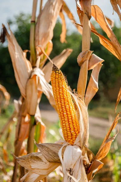 Growing corn on a farm. Close-up of dry yellow corn cobs ready to be harvested on a farm on a bright sunny day.