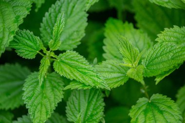 Taze yeşil ısırgan otları, yumuşak odak, fotokopi alanı. Isırgan ilacı.