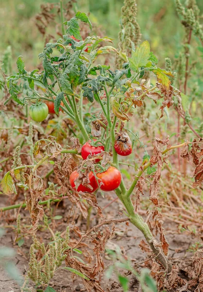Tomato fruits are affected by a bacterial disease in the open soil. Tomatoes withered from pests. Autumn harvest.