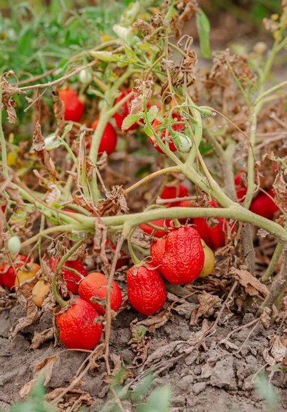 Tomato fruits are affected by a bacterial disease in the open soil. Tomatoes withered from pests. Autumn harvest.