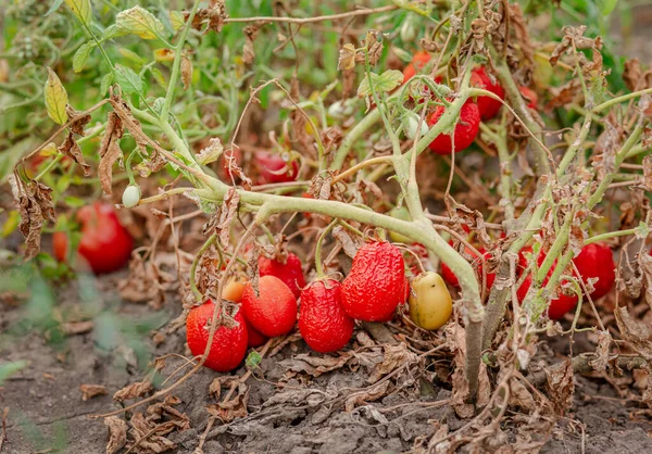 Tomato fruits are affected by a bacterial disease in the open soil. Tomatoes withered from pests. Autumn harvest.