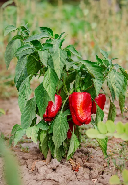 Pimiento Fresco Mala Cosecha Resultados Insatisfactorios Del Cultivo Verduras Orgánicas Fotos De Stock Sin Royalties Gratis