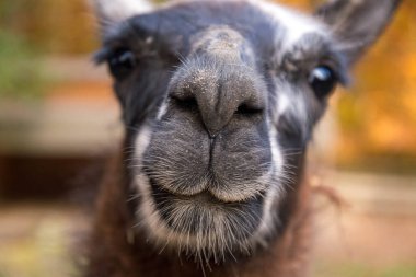 Lama kamerada komik görünüyor.