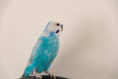 Blue male budgie in front of white wall