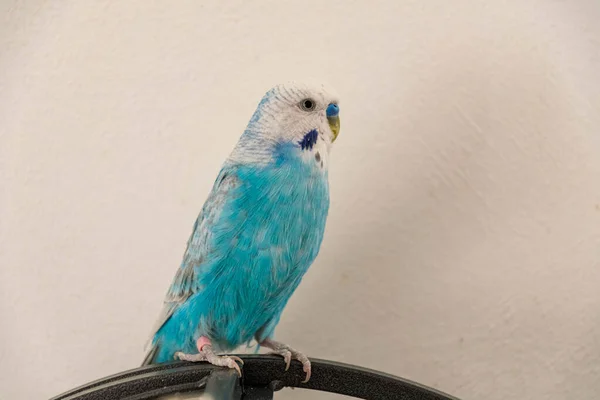 Blue Male Budgie Front White Wall — Stock Fotó