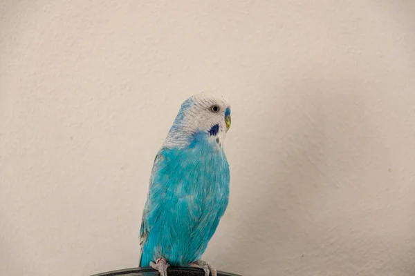 Blue Male Budgie Front White Wall — Foto Stock