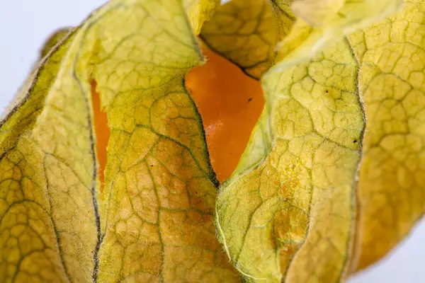 Physalis Casaco Folha Bela Laranja — Fotografia de Stock