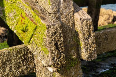 Tahta yaya köprüsünde bir sürü yosun var.