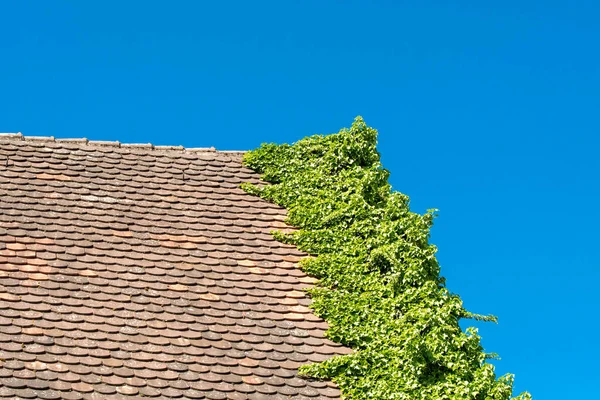 Střecha Zarostlá Břečťanem Proti Modré Obloze — Stock fotografie