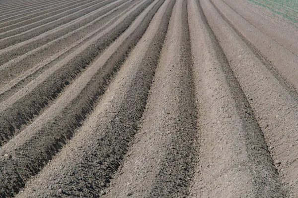 Furrows Sandy Soil Sowing — Stock Photo, Image