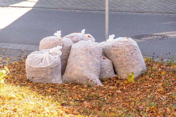 Plastic bags with leaves at the wayside for collection