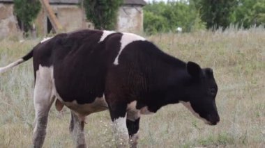 Arka planda bulanık bir ahırın yanındaki yeşil çimenlikte genç ve şirin benekli bir buzağının yakın plan portresi. Sığırlar köyde bir çiftlikte otlar. UHD 4K