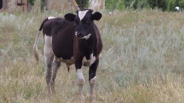 Cute Spotted Calf Walks Lawn Next Barn Bucking Shaking Waving — Stock Video