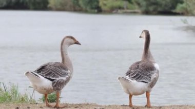 Suyun kenarındaki bir çift gri kaz kanat çırpar ve diğerlerine gider sazlıkların yanındaki otları kemirmek için. Köy hayatı. Evcil su kuşu..