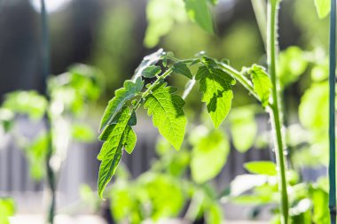 Taze bitki yapraklarının güzel manzarası. 