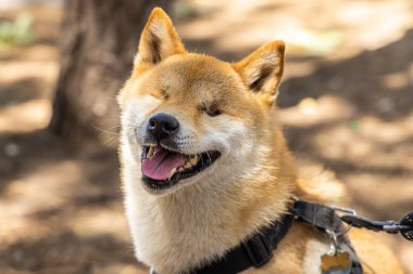 Kör bir Shiba Inu köpeğinin portresi