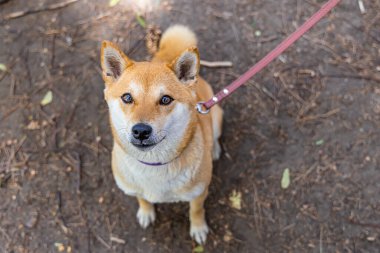 Tasmalı kırmızı Shiba Inu 'nun yakın görüntüsü