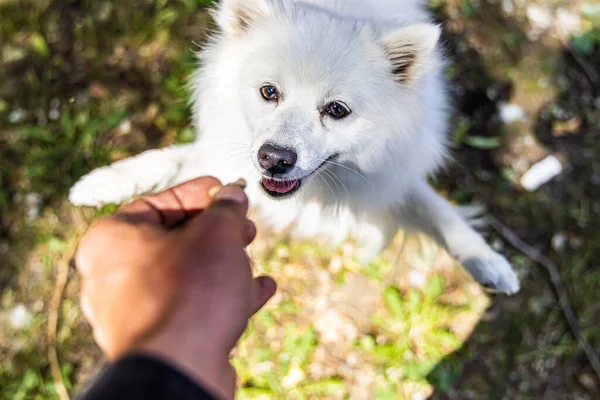 Owner feeds white dog seen from above — Stock Photo, Image