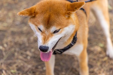 Kırmızı Shiba Inu 'nun homurdanmasının yakın görüntüsü
