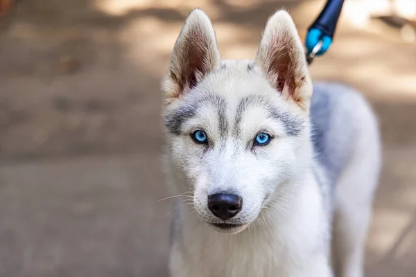 Szoros portré egy pórázon tartott husky-ról — Stock Fotó