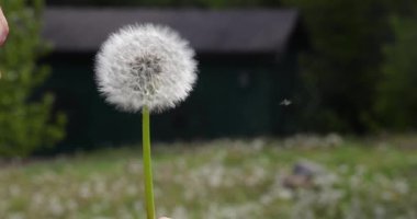 Karahindiba tohumu saçan kadına yakın çekim