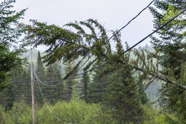 A fallen pine tree is seen caught in overhead electricity supply lines, causing a power outage to rural communities after bad weather and high winds. clipart
