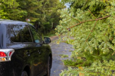 Kesilmiş çam ağacı dallarının seçici odak noktası, bir otoyolun üzerinde asılı bulanık bir araba gibi yol boyunca enkaz etrafında dolaşırken görülüyor..