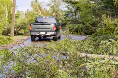 Köy yolunu tıkayan çam ağacı gövdesi ve dalların yakın görüntüsü. Fırtınalı havadan sonra. Arka planda bulanık kamyon.
