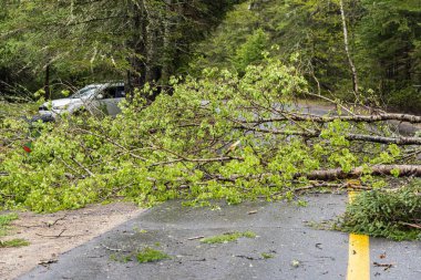 Kanada 'nın Quebec kentindeki kırsal kesimde esen şiddetli rüzgarlar sonrasında, devrilmiş dalları ve enkazı olan ağaçların küçük bir köye giden ana yolu kapattığı görülüyor. Kopyalama alanı ile.